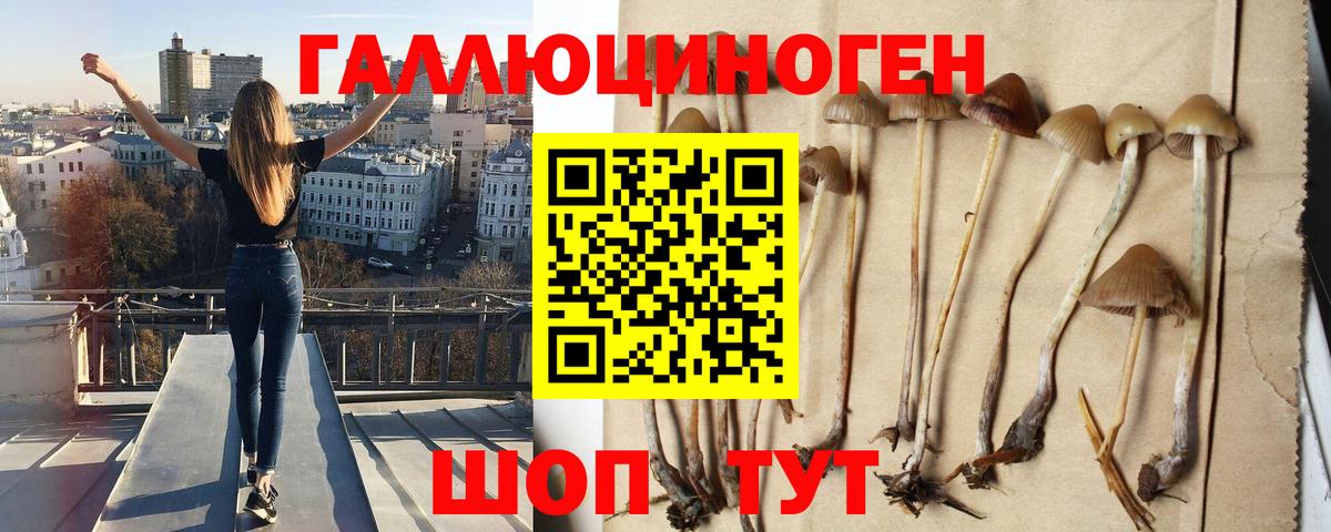 Галлюциногенные грибы Psilocybe Лесной